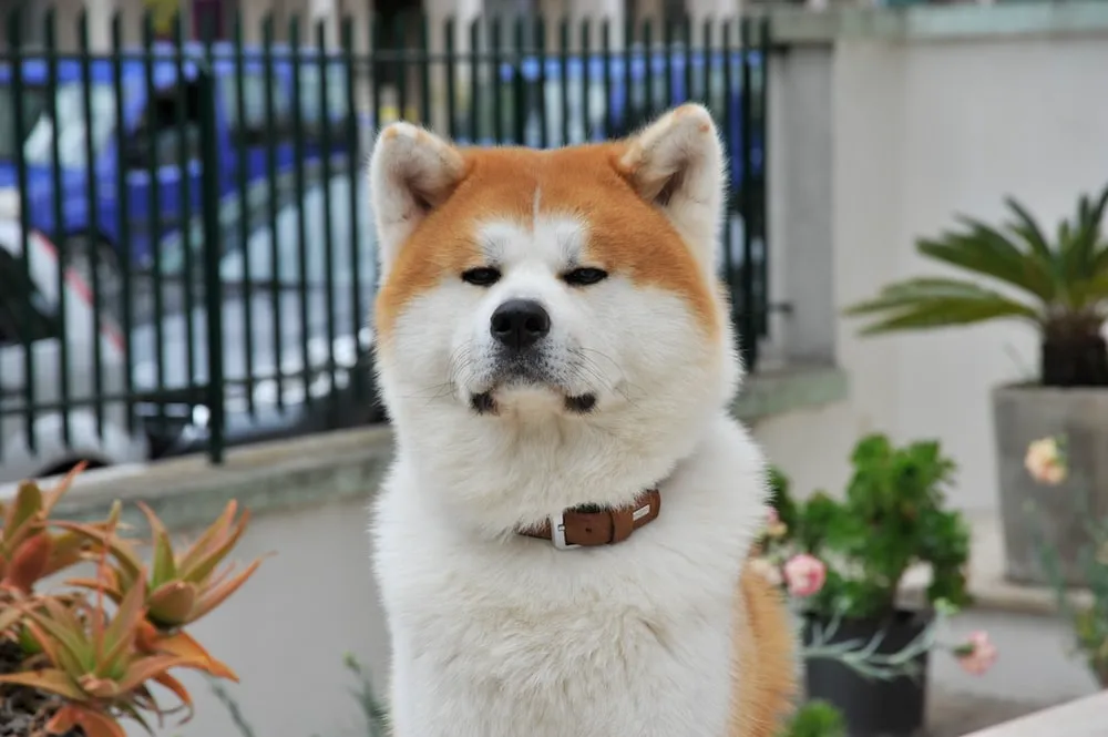 Akita Inu